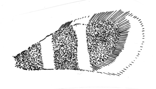 Hindwing with venation and cilia of a tineid moth.